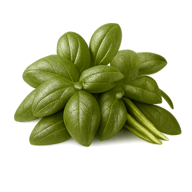 Albahaca