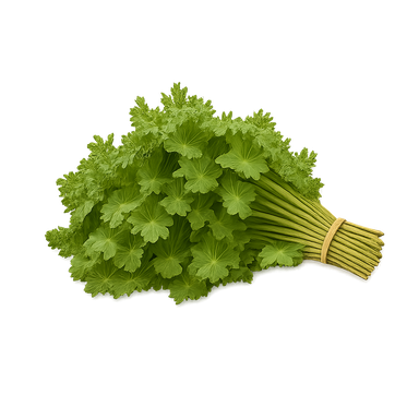 Culantro