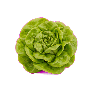 Lechuga de seda