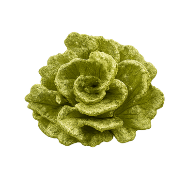 Lechuga orgánica