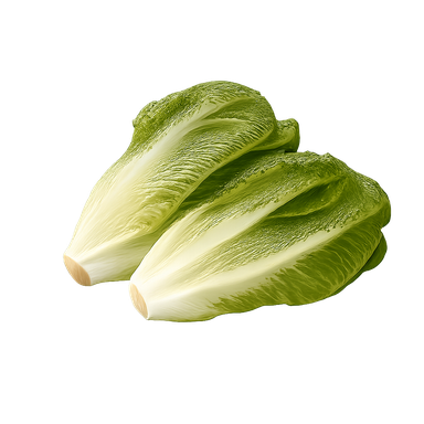 Lechuga romana