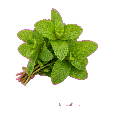 Menta